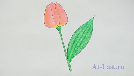 Тюльпан нарисованный цветными карандашами.